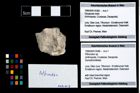 Foto (Objekt + Etikett) von Pithonoton sp.  (NHMW-GEO-1990-0041-4386)